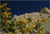 Ajloun Jordan